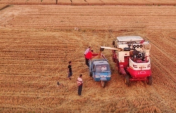 Xiongan greets harvest season